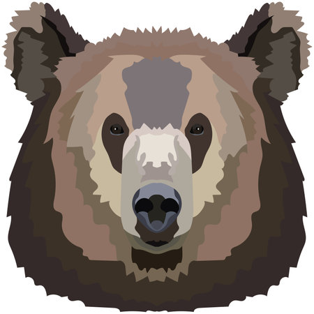 bear face. An illustration of the muzzle of a large grizzly bear is depicted. Bright portrait on a white background. vector graphics. animal logo.のイラスト素材