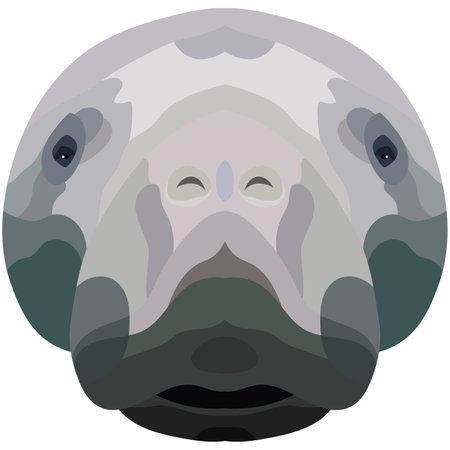 The face of a manatee. An illustration of the muzzle of a manatee is depicted. Bright portrait on a white background. vector graphics. animal logo.のイラスト素材