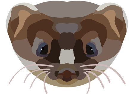 Mongoose. The face of a wild animal is depicted in vector style. bright image. Logo, illustration isolated on white background.のイラスト素材