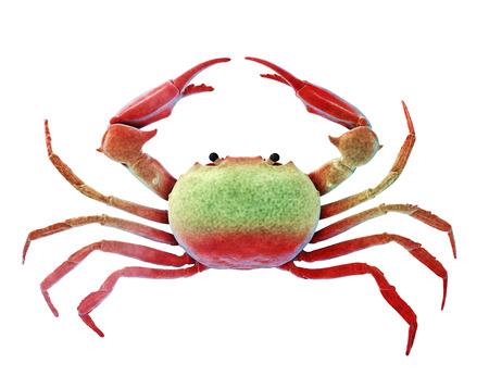 Crab isolated on white. Include clipping path. 3d renderの写真素材