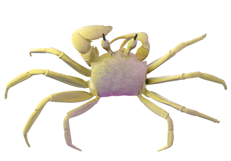 Ghost crab isolated on whiteの写真素材