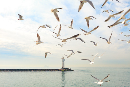 Lighthouse and seagulls on the Mediterranean coastの写真素材