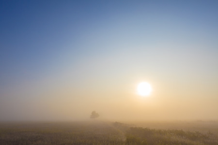 Foggy meadow landscape with sun and trees. Summer grassland sunrise sky and fog.  Summer misty landscape.の写真素材