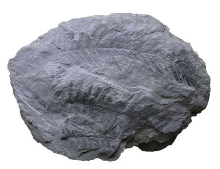 Fern frond fossil. Pecopteris pumosa leaves. Permian period