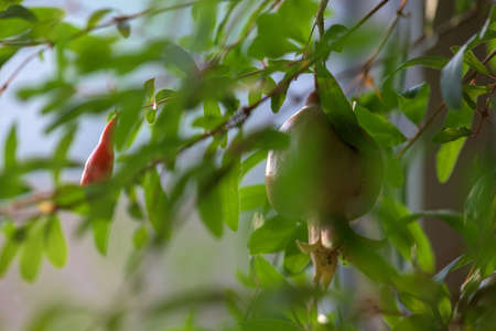 Pomegranate on a tree branch in the garden