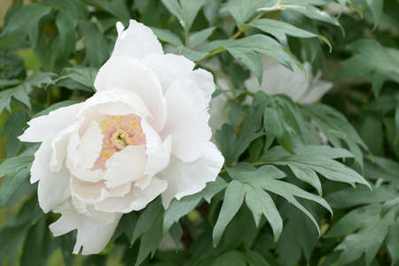 The tree peony blooming flowers. Paeonia suffruticosaの写真素材