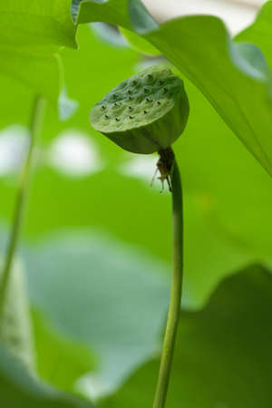 Carpellary receptacle of Lotus. Nelumbo nucifera