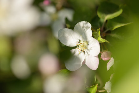 The apple tree in bloom. Apple blossom flowers in a spring orchard. Close-up of white flowers on an apple tree.の写真素材