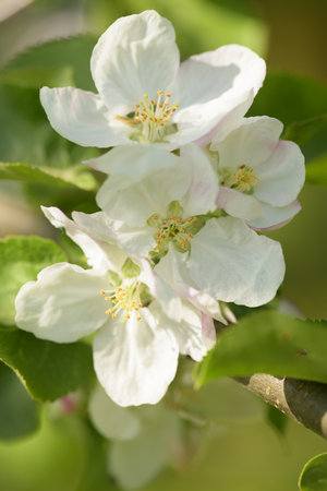 The apple tree in bloom. Apple blossom flowers in a spring orchard. Close-up of white flowers on an apple tree.の写真素材