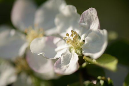 The apple tree in bloom. Apple blossom flowers in a spring orchard. Close-up of white flowers on an apple tree.の写真素材