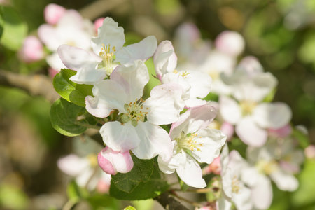 The apple tree in bloom. Apple blossom flowers in a spring orchard. Close-up of white flowers on an apple tree.の写真素材