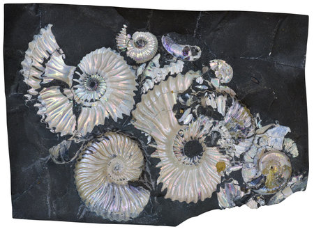 Fossil Ammonite with nacreの写真素材