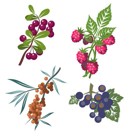 Berrys set in color  のイラスト素材