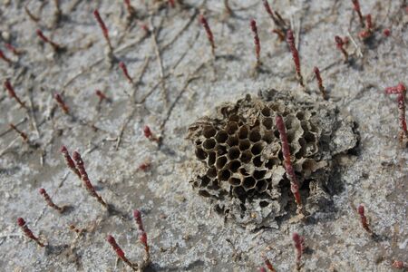 Plants on a dune sand near water 8350の写真素材