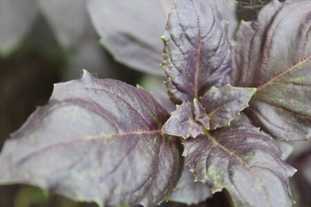 Violet bush basil in the garden 19951の写真素材