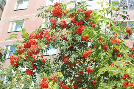 Green rowan tree leaves with bright berries 18569の写真素材