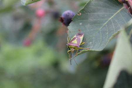Green bedbug on a green leaf with natural background 20485の写真素材