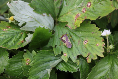 Green bedbug on a green leaf with natural background 20488