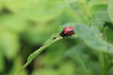 Colorado potato beetle on green leaves, macro