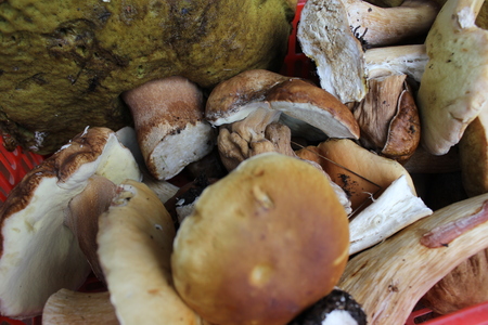 Few porcini mushrooms close up background 20200の写真素材