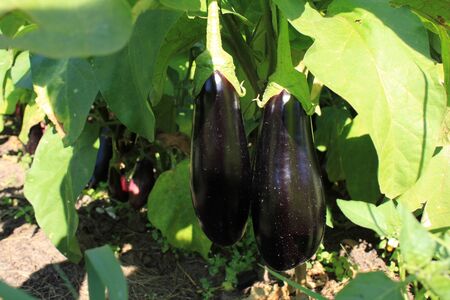 Eggplant on the plant in garden at summerの写真素材