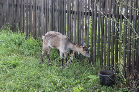 Tethered goat grazing in the summer meadowの写真素材
