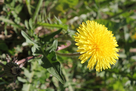 One dandelion flower at grassの写真素材