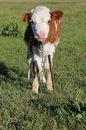 White-brown calf basking in the sun at meadowの写真素材