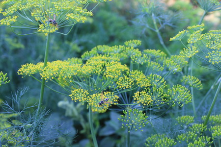 Fennel bloom in mid summer gardenの写真素材