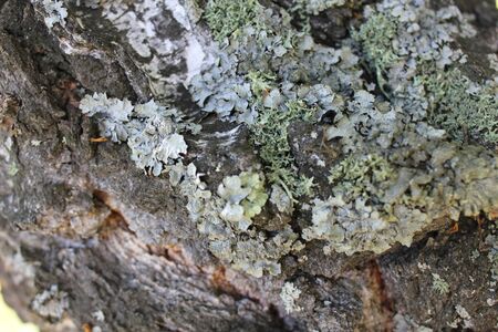 Old birch trunk patternの写真素材