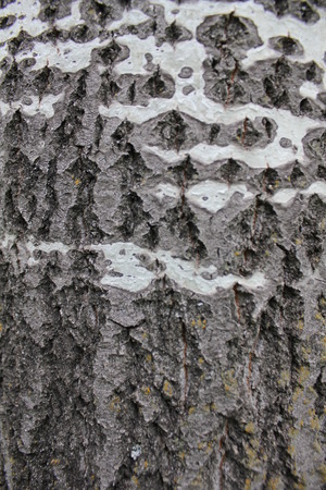 Middle part of a trunk of an aspenの写真素材