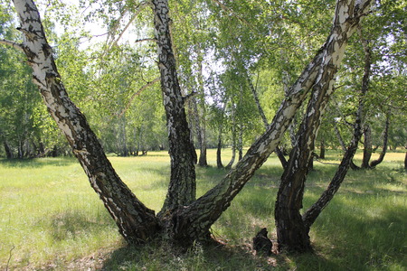 Multi-lateral birch in a summer forest 30950の写真素材