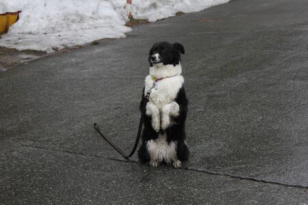 Black and white dog sitting on its hind legs on the asphalt 30348の写真素材