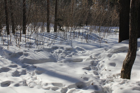 Snow backgound in pine tree winter forest 30309の写真素材