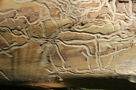 Traces of beetles on the trunk of a birch 31042の写真素材