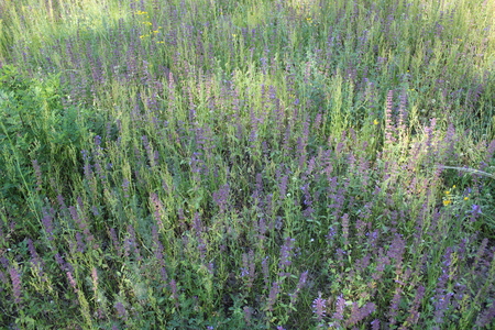 Purple flowers field background close-up 30983の写真素材