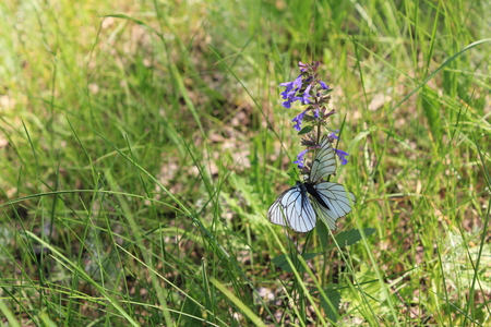 Purple flowers field and butterfly background close-up 31023の写真素材
