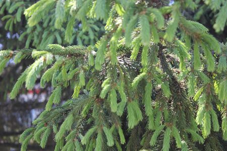 Green Spruce Tree Branches close upの写真素材