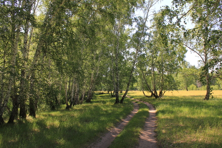 Dirt road in a birch forestの写真素材