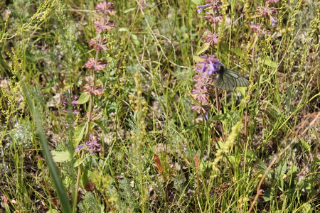 Purple flowers field and butterfly background close-upの写真素材