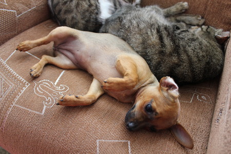 Cats and puppy playing on the brown chairの写真素材