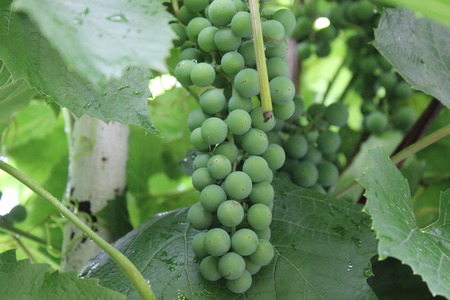 Grapes with green leaves on the vineの写真素材