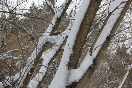 Snowy aspen trunk in winter forestの写真素材