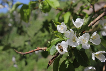 The apple tree in the blossom with flowersの写真素材