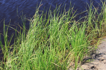 Green reeds close to the lake in summerの写真素材