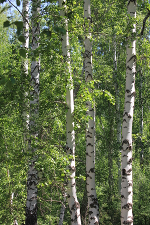 Green birch forest in sunny day 31013の写真素材