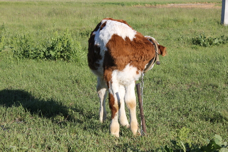 White-brown calf basking in the sun at meadow 30839の写真素材