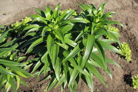 Green lily leaves in the summer gardenの写真素材