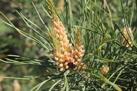 Pine flower branch in young forestの写真素材