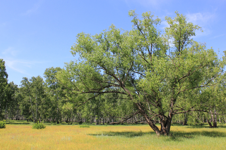 Beautiful summer landscape near forestの写真素材
